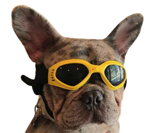 Dog Sunglasses